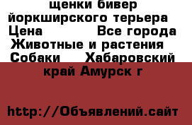 щенки бивер йоркширского терьера › Цена ­ 8 000 - Все города Животные и растения » Собаки   . Хабаровский край,Амурск г.